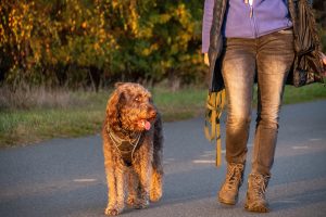 Mehr über den Artikel erfahren Spaziergang (Galerie)