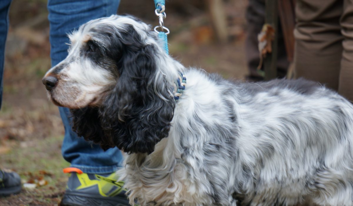 hundesaner gluehwein - 1