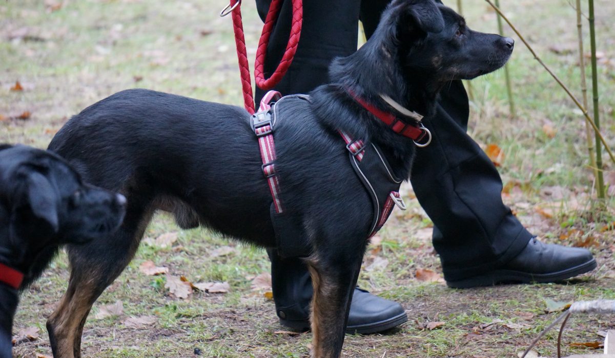 hundesaner gluehwein - 12
