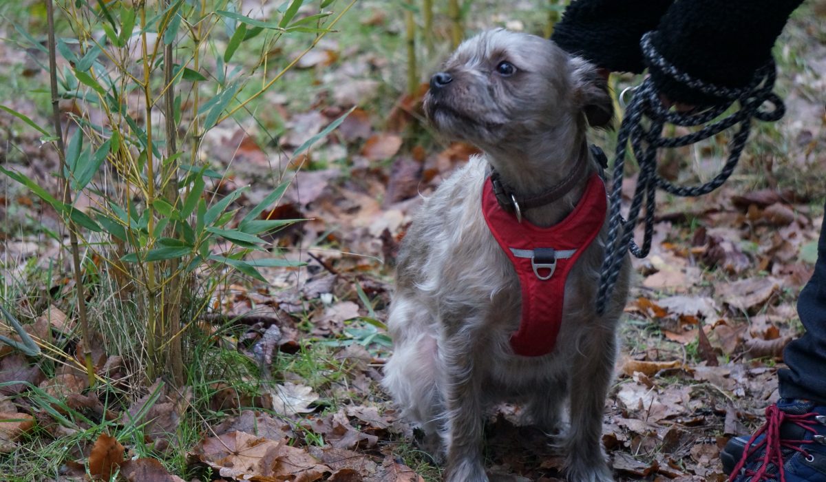 hundesaner gluehwein - 16