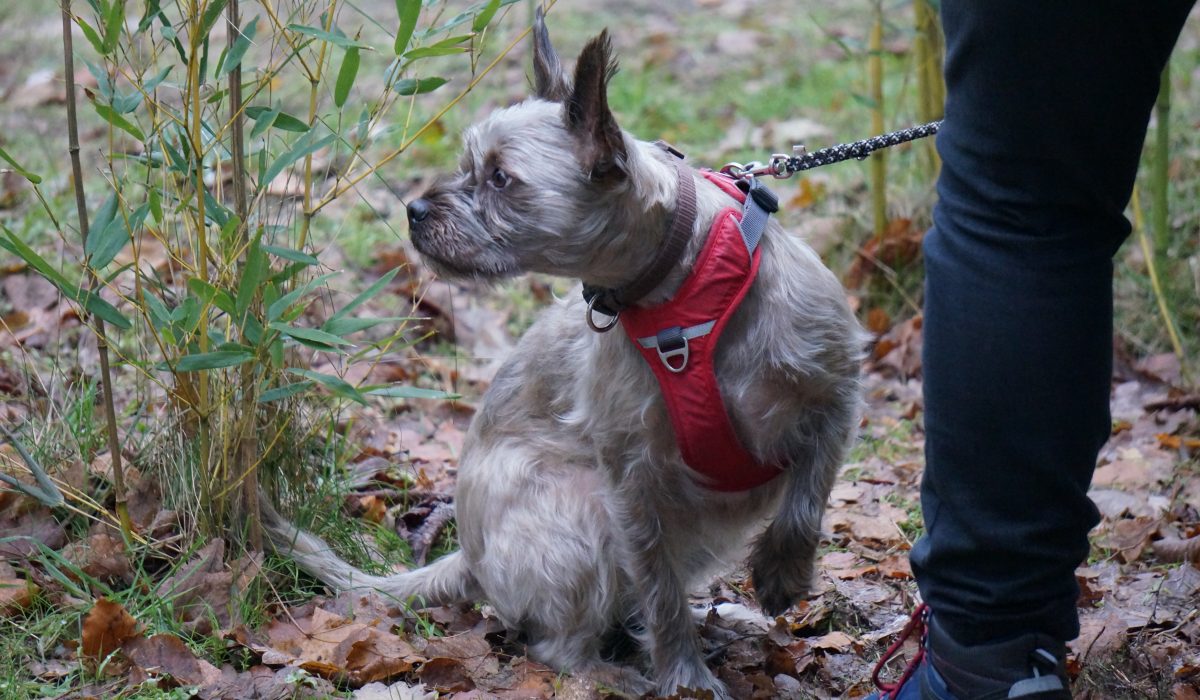 hundesaner gluehwein - 19