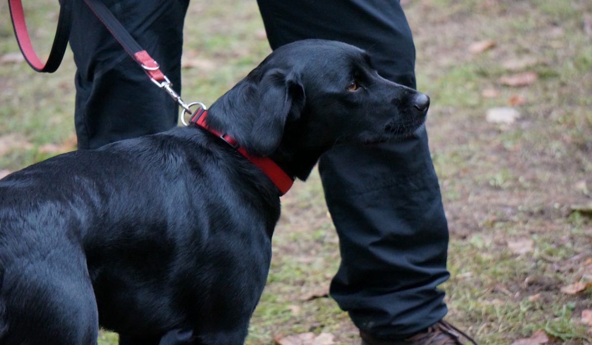 hundesaner gluehwein - 22
