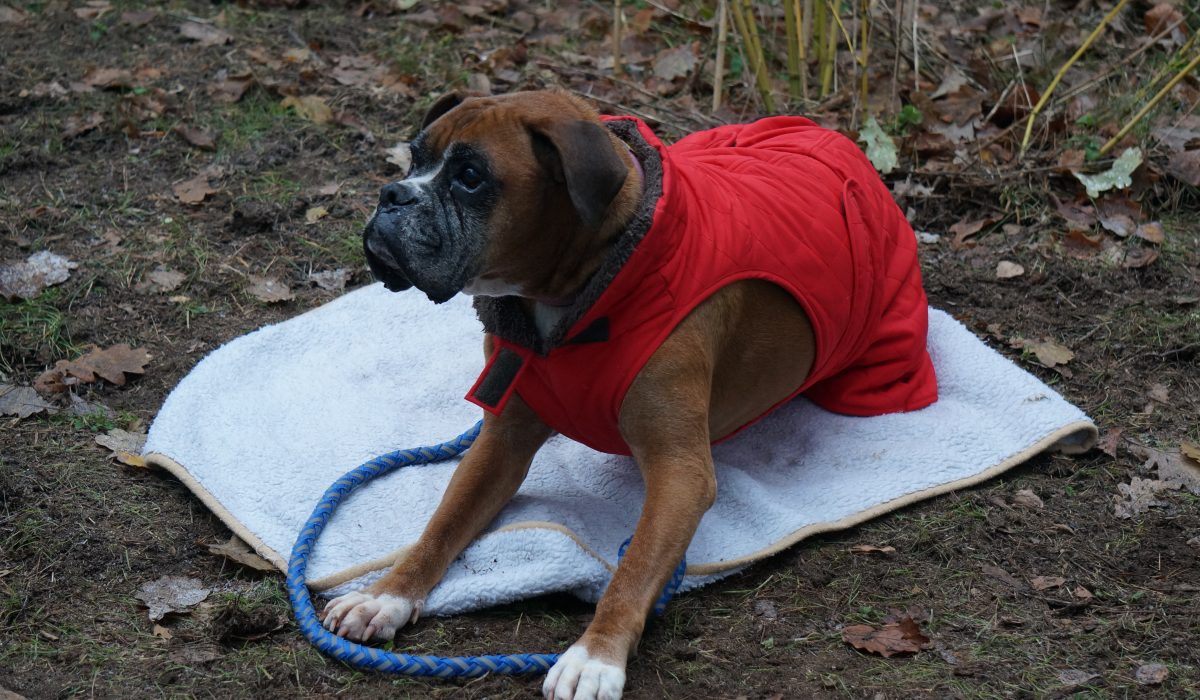 hundesaner gluehwein - 23