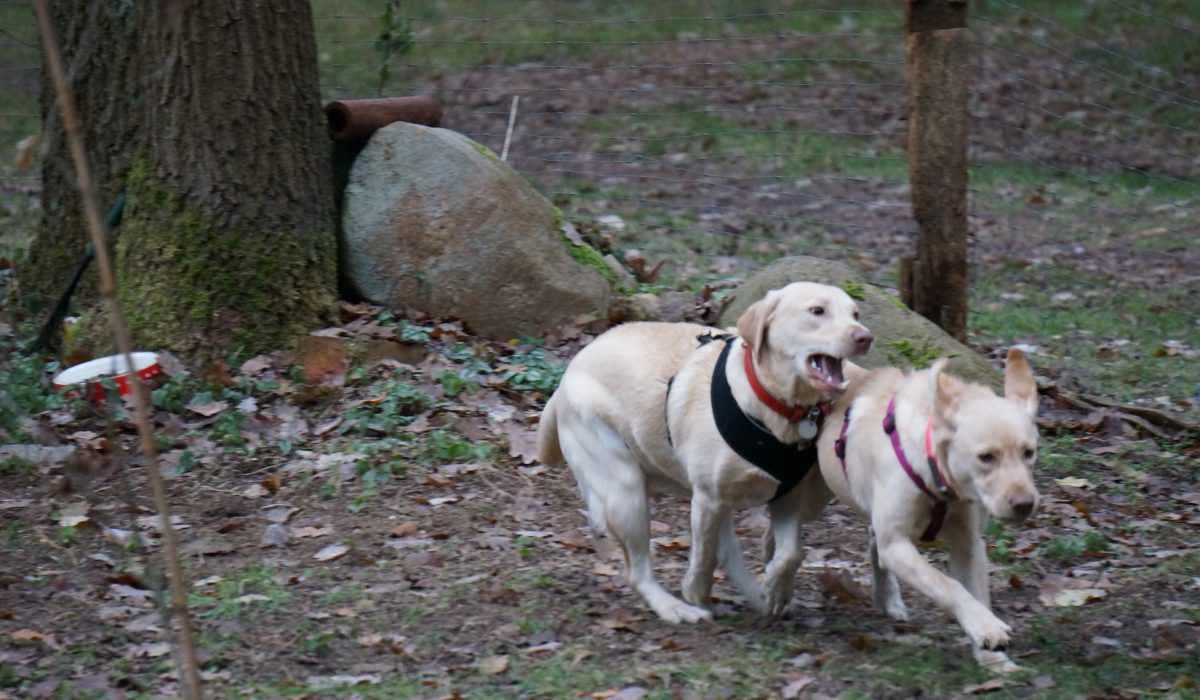 hundesaner gluehwein - 31