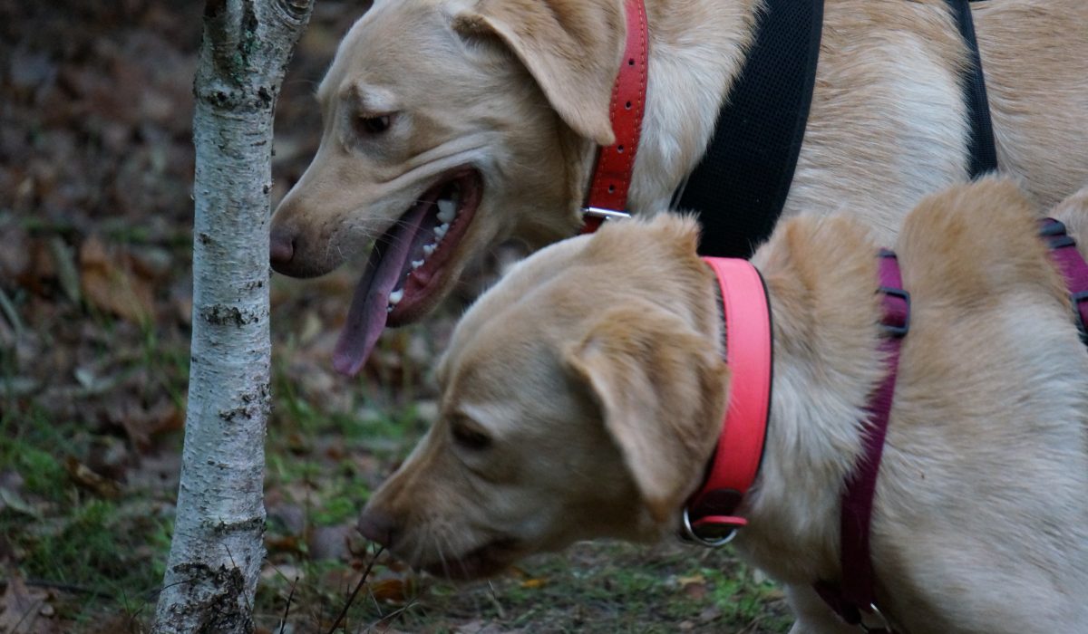 hundesaner gluehwein - 32