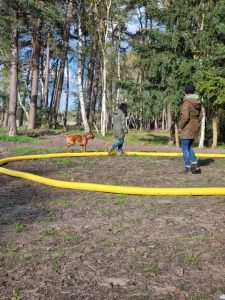 Mehr über den Artikel erfahren Longieren (Galerie)