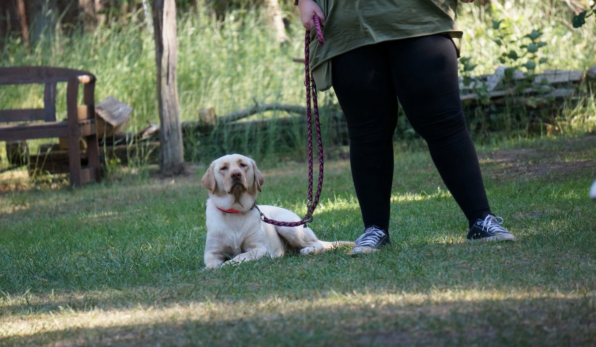 Seminar Apportieren - 1