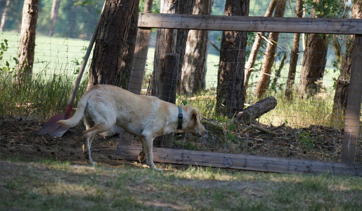 Seminar Apportieren - 11