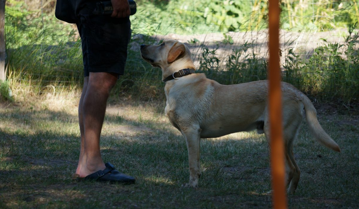 Seminar Apportieren - 12