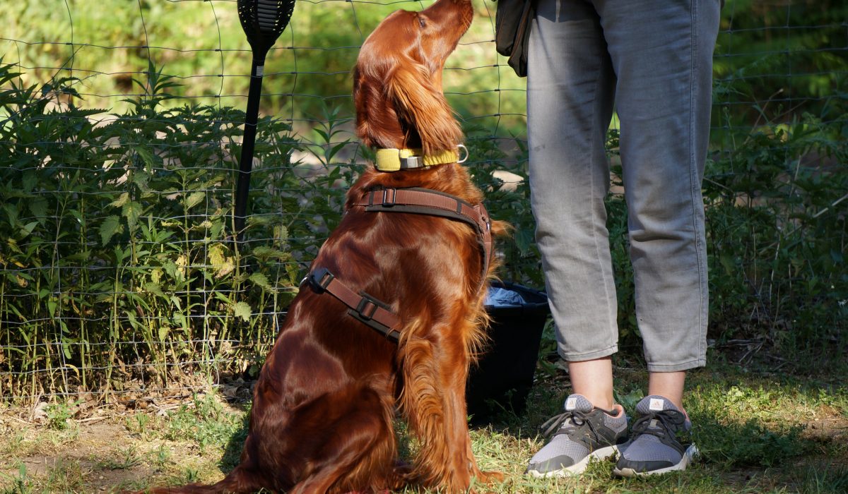 Seminar Apportieren - 17