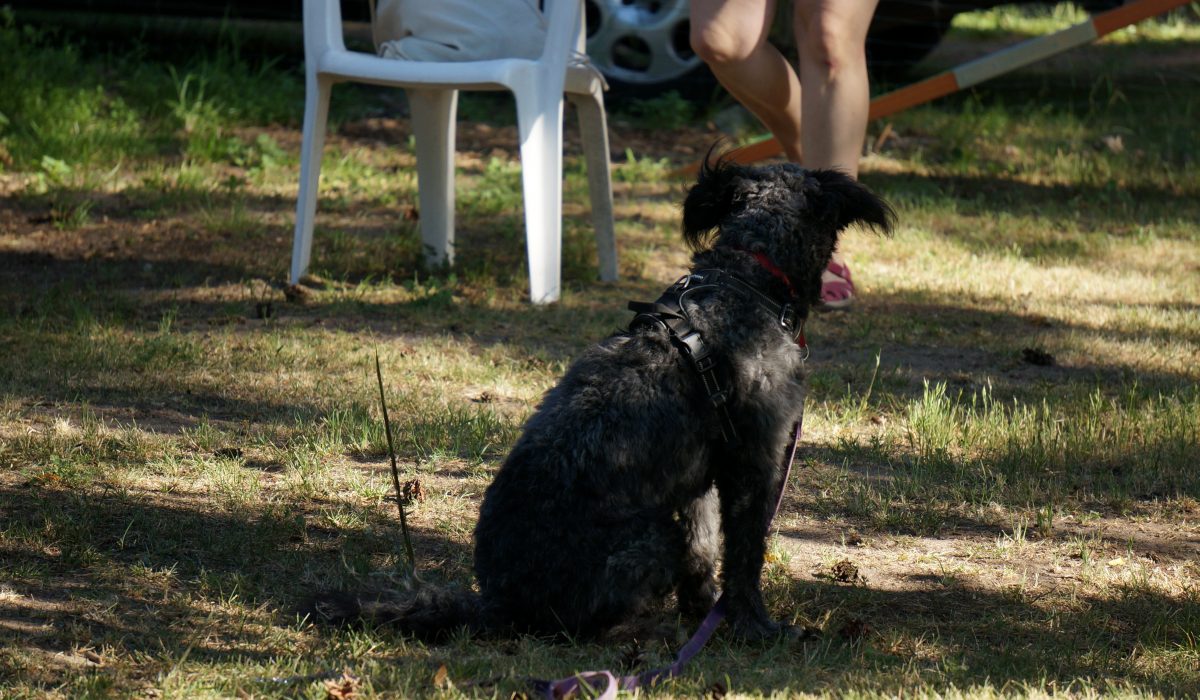 Seminar Apportieren - 29