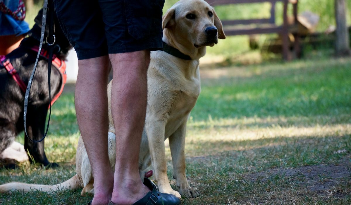 Seminar Apportieren - 3