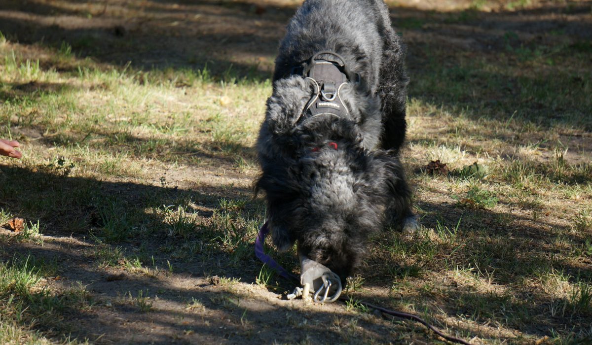 Seminar Apportieren - 30