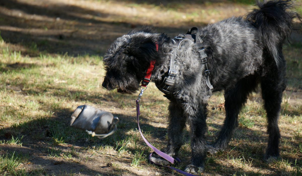 Seminar Apportieren - 31