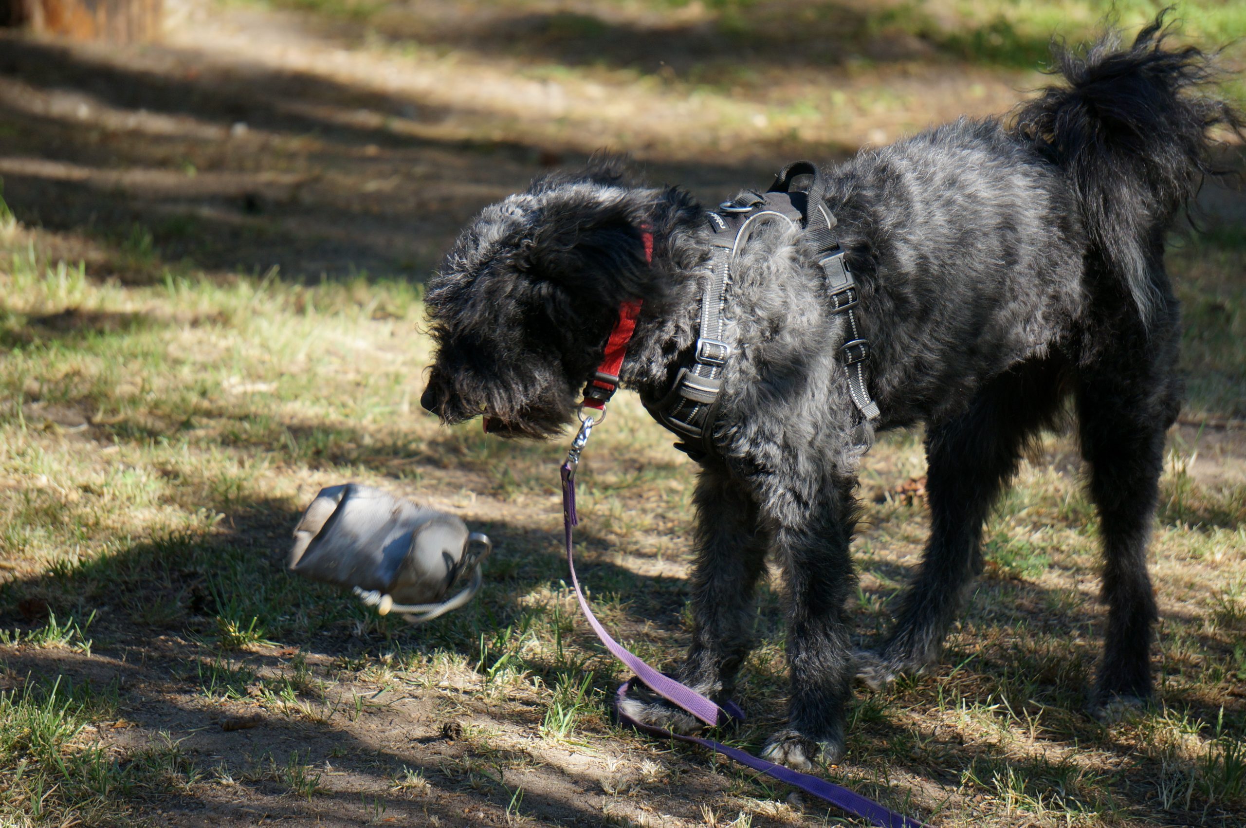 Mehr über den Artikel erfahren Apportieren (Galerie)