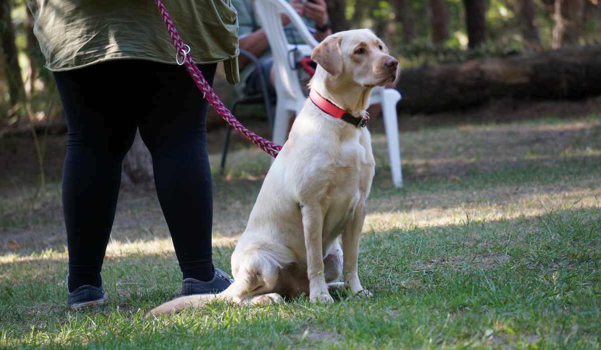 Seminar Apportieren - 4