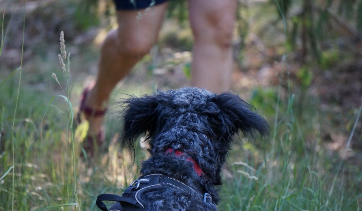 Seminar Apportieren - 47