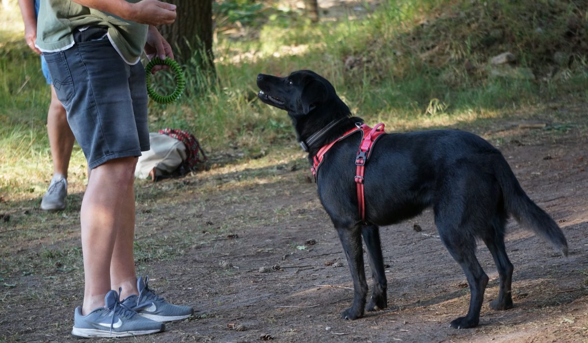 Seminar Apportieren - 51