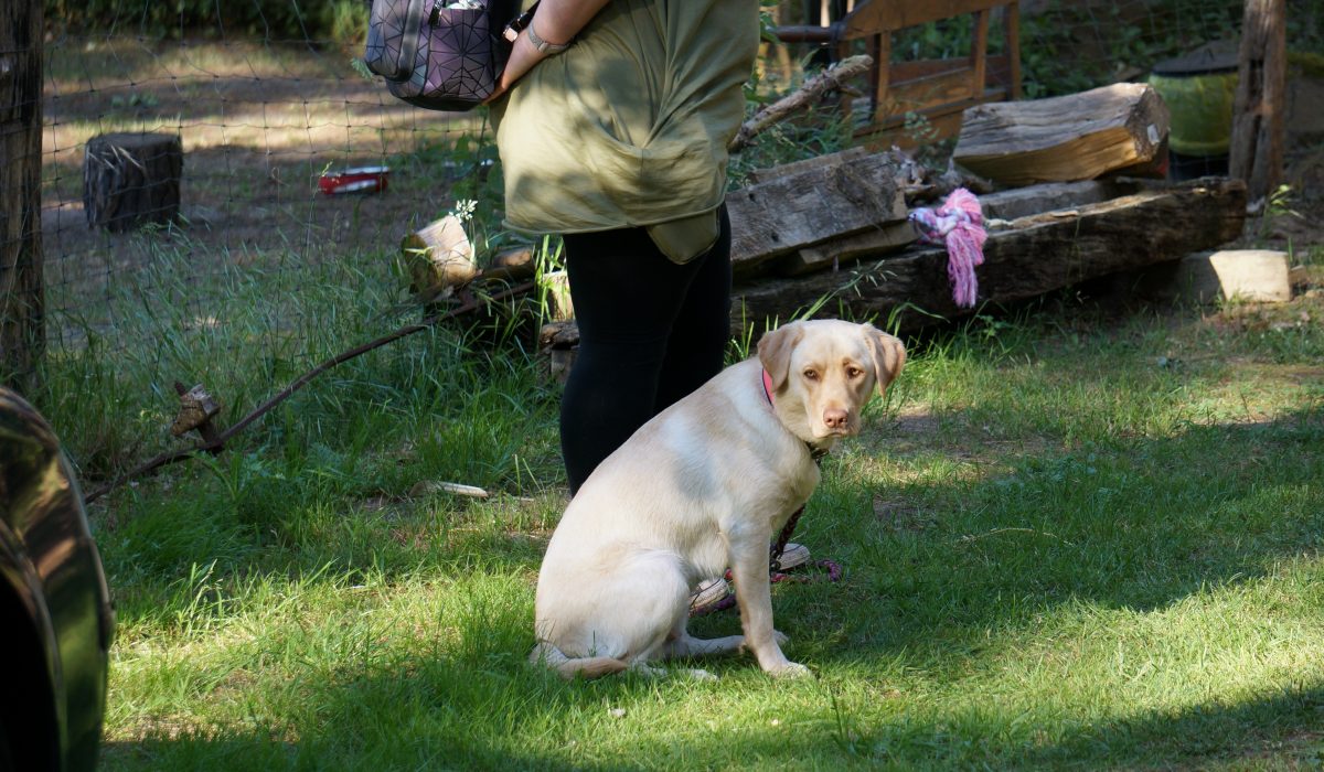 Seminar Apportieren - 54