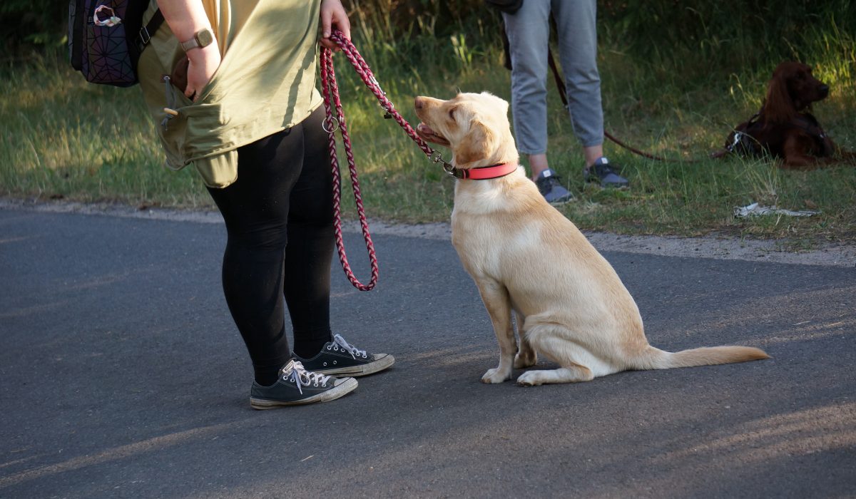 Seminar Apportieren - 62