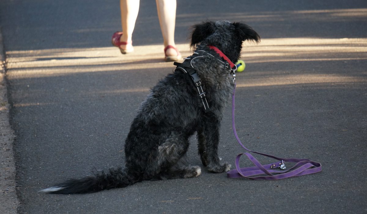 Seminar Apportieren - 67