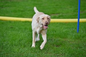 Mehr über den Artikel erfahren Longieren (Galerie)